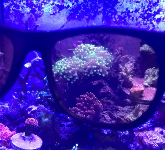 DD Coral Viewing Glasses