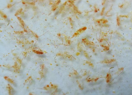 FM 100% Natural Ocean Plankton