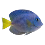 [CA] Atlantic Blue Tang M (Acanthurus Coeruleus)