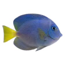 [CA] Atlantic Blue Tang M (Acanthurus Coeruleus)