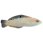 [MAL] Adorned Wrasse (Halichoeres Cosmetus)
