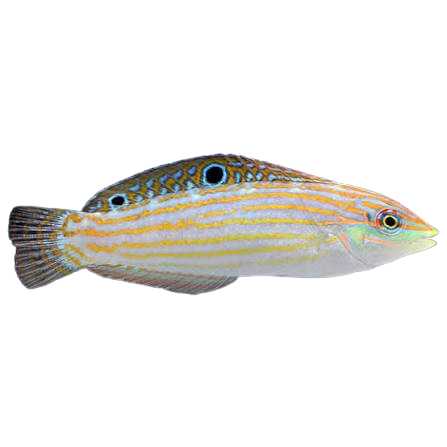 [MAL] Adorned Wrasse (Halichoeres Cosmetus)