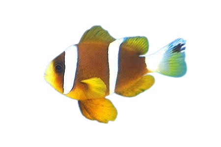 [OZ] Akindynos Clownfish (Amphiprion Akindynos)