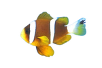 [OZ] Akindynos Clownfish (Amphiprion Akindynos)