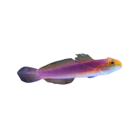 [PH] Bella Goby (Valenciennea Bella)