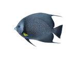 [CA] Black Angelfish L (Pomacanthus Arcuatus)