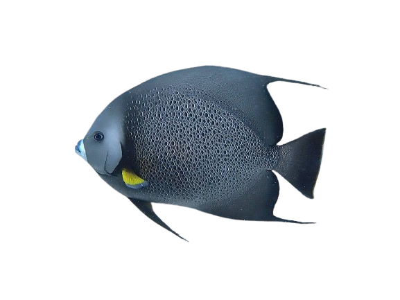 [CA] Black Angelfish L (Pomacanthus Arcuatus)