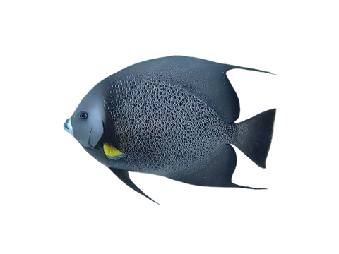[CA] Black Angelfish L (Pomacanthus Arcuatus)