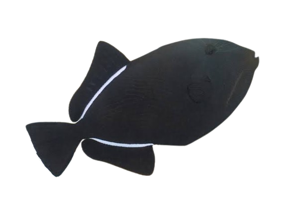 [SL] Black Fin Triggerfish (Melichthys Indicus)