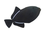 [SL] Black Fin Triggerfish (Melichthys Indicus)