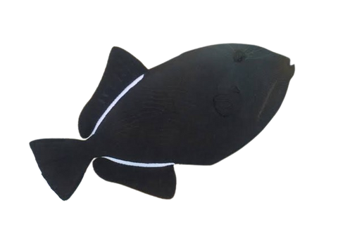 [SL] Black Fin Triggerfish (Melichthys Indicus)