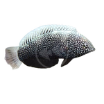 [PH] Black Leopard Wrasse (Macropharyngodon Negrosensis)