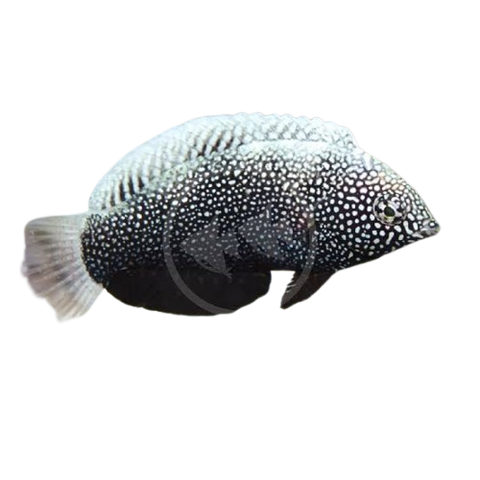 [PH] Black Leopard Wrasse (Macropharyngodon Negrosensis)