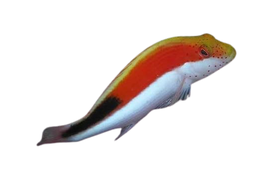 [MAL] Blackside Hawkfish (Paracirrhites Forsteri)