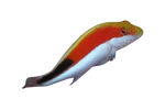 [MAL] Blackside Hawkfish (Paracirrhites Forsteri)
