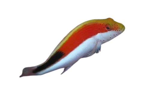 [MAL] Blackside Hawkfish (Paracirrhites Forsteri)