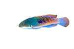 [PH] Yellow Flanked Fairy Wrasse (Cirrhilabrus Cyanopleura)