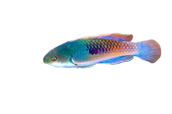 [PH] Yellow Flanked Fairy Wrasse (Cirrhilabrus Cyanopleura)