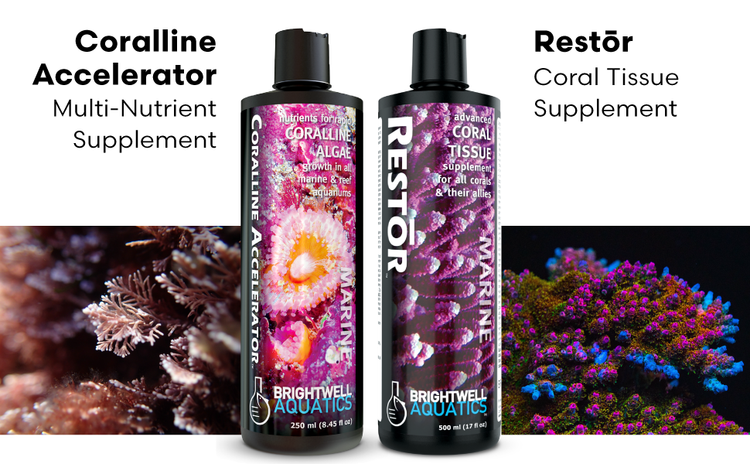 BRIGHTWELL AQUATICS Coralline Accelerator