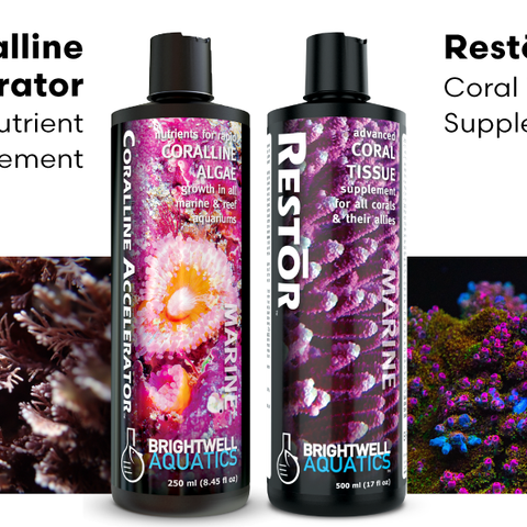 BRIGHTWELL AQUATICS Coralline Accelerator