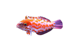 [OZ] Choat's Wrasse (Macropharyngodon Choati)