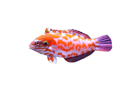 [OZ] Choat's Wrasse (Macropharyngodon Choati)