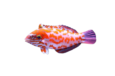 [OZ] Choat's Wrasse (Macropharyngodon Choati)