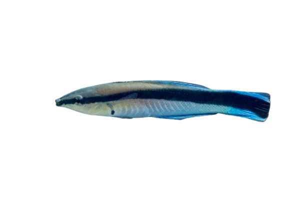 [SL] Cleaner Wrasse (Labroides Dimidiatus)