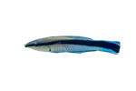 [SL] Cleaner Wrasse (Labroides Dimidiatus)