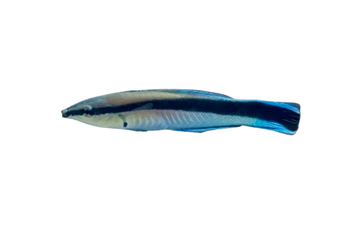 [SL] Cleaner Wrasse (Labroides Dimidiatus)