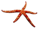 Comet Star Fish (Ophidiaster Guildi) [SL]