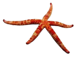 Comet Star Fish (Ophidiaster Guildi) [SL]