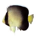 [SL] Cream Angelfish (Apolemichthys Xanthotis)