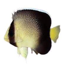 [SL] Cream Angelfish (Apolemichthys Xanthotis)