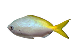 [PH] Yellowtail Fusilier (Caesio Cuning)