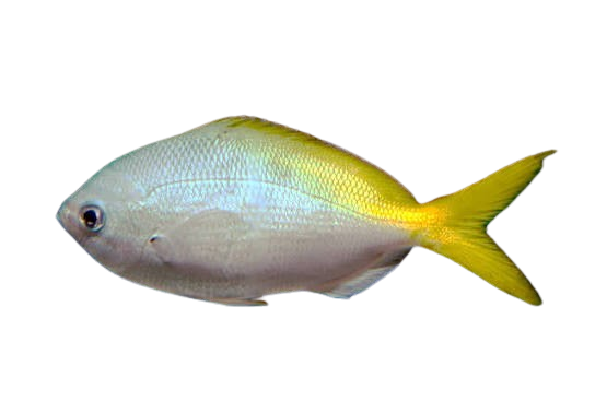 [PH] Yellowtail Fusilier (Caesio Cuning)