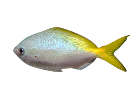 [PH] Yellowtail Fusilier (Caesio Cuning)