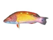 [MAL] Diana's Hogfish (Bodianus Diana)