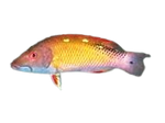 [MAL] Diana's Hogfish (Bodianus Diana)