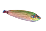 [TG] Earmuff Wrasse (Halichoeres Melasmopomus)