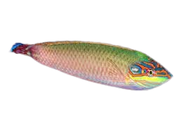 [TG] Earmuff Wrasse (Halichoeres Melasmopomus)