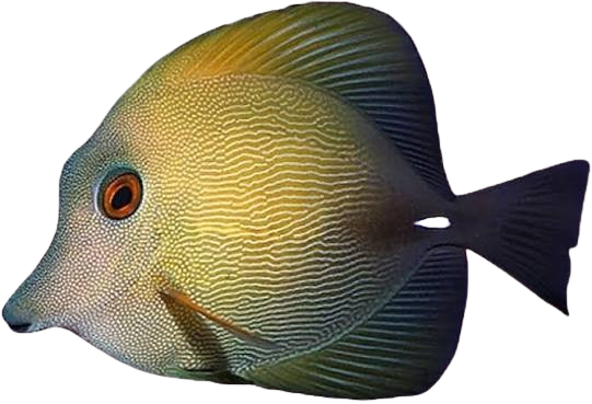 [PH] Aberrant Scopas Tang (Zebrassoma Flavescens)