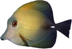 [PH] Aberrant Scopas Tang (Zebrassoma Flavescens)
