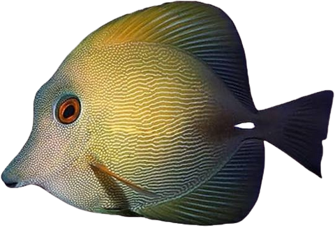 [PH] Aberrant Scopas Tang (Zebrassoma Flavescens)