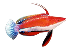 [SL] Fighter Wrasse (Cirrhilabrus Rubriventralis)