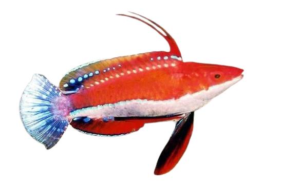 [SL] Fighter Wrasse (Cirrhilabrus Rubriventralis)