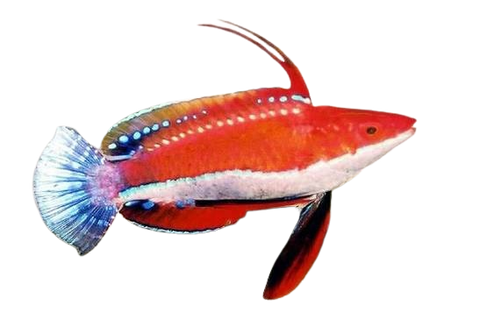 [SL] Fighter Wrasse (Cirrhilabrus Rubriventralis)