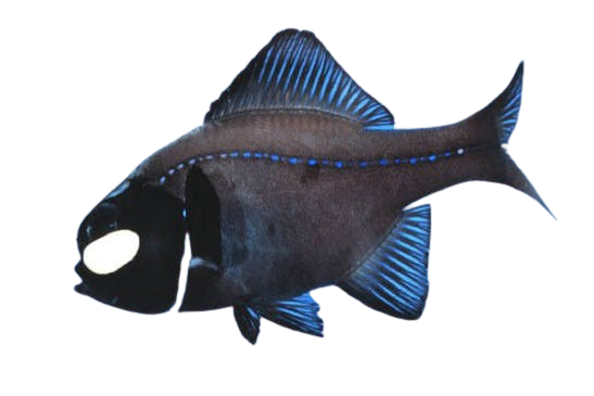 [PH] Splitfin Flashlight Fish (Anomalops Katoptron)