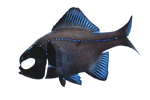 [PH] Splitfin Flashlight Fish (Anomalops Katoptron)
