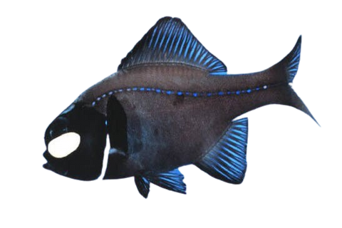[PH] Splitfin Flashlight Fish (Anomalops Katoptron)